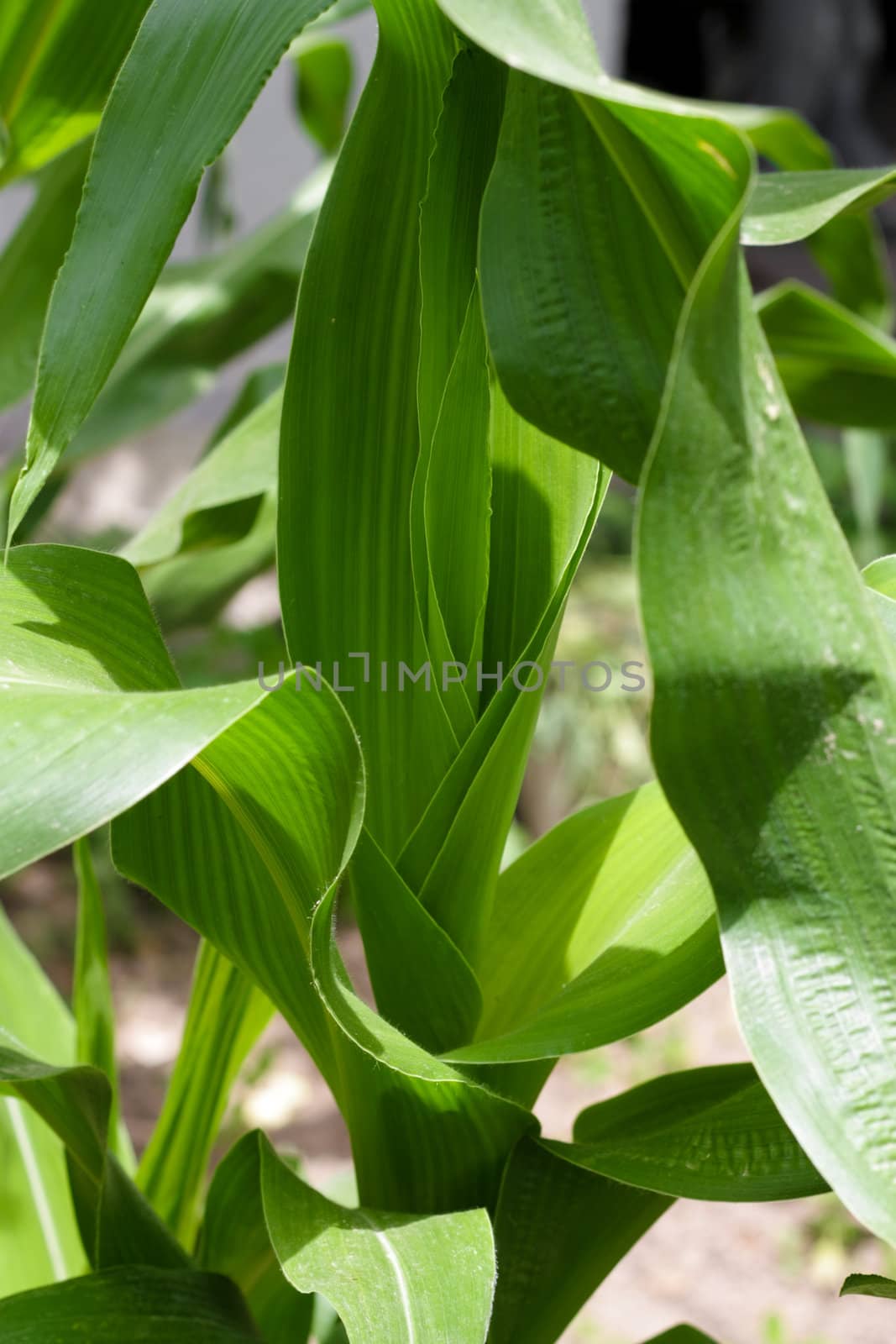 Green leaves of corn as a background by schankz