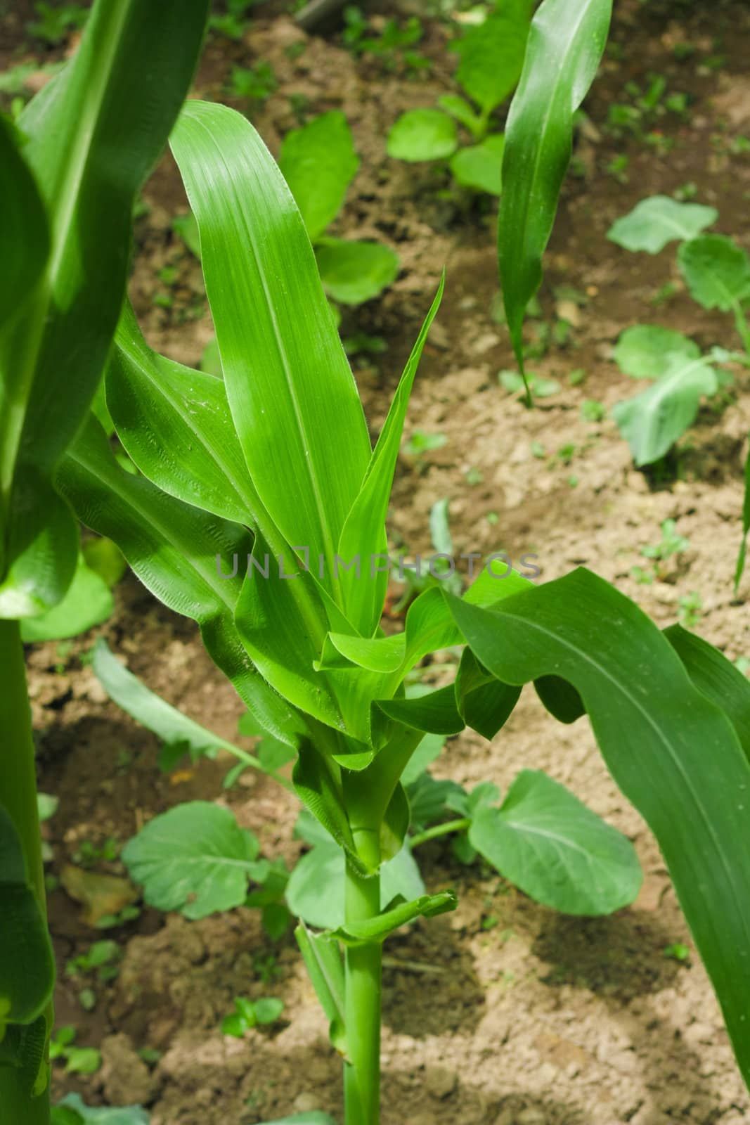 Green leaves of corn as a background by schankz