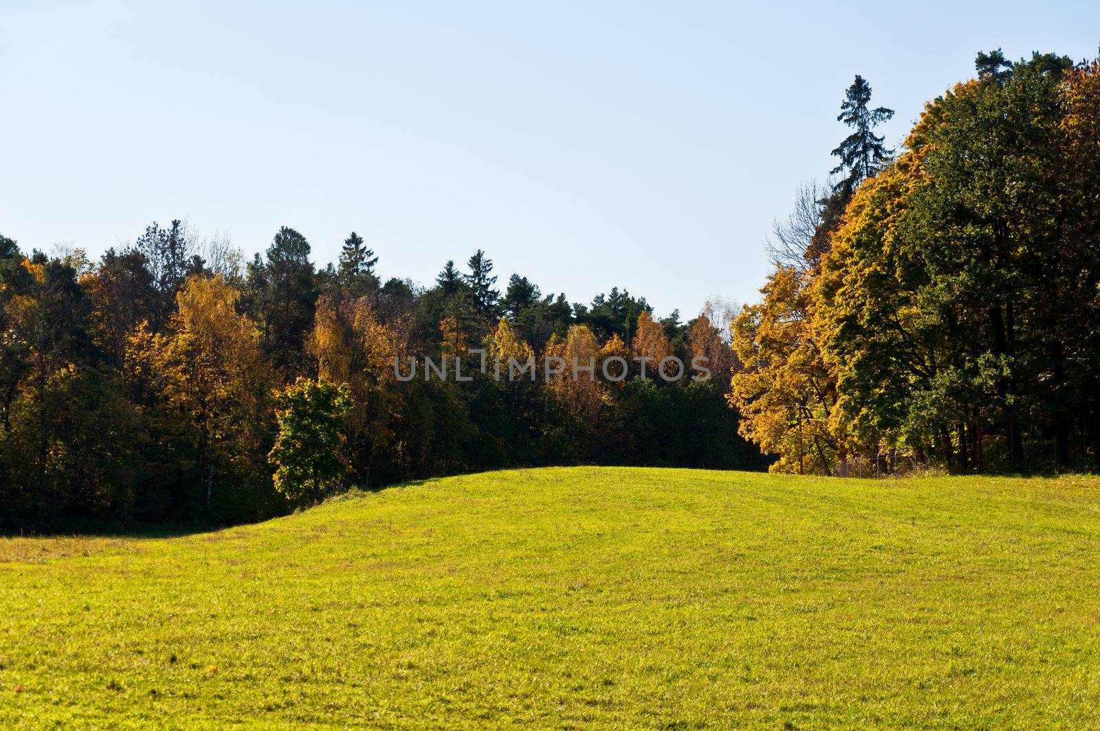 Meadow in a autumn forrest Norway