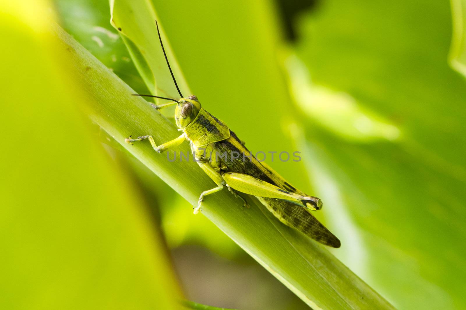 Grasshopper on a ginger leave ready to jump away