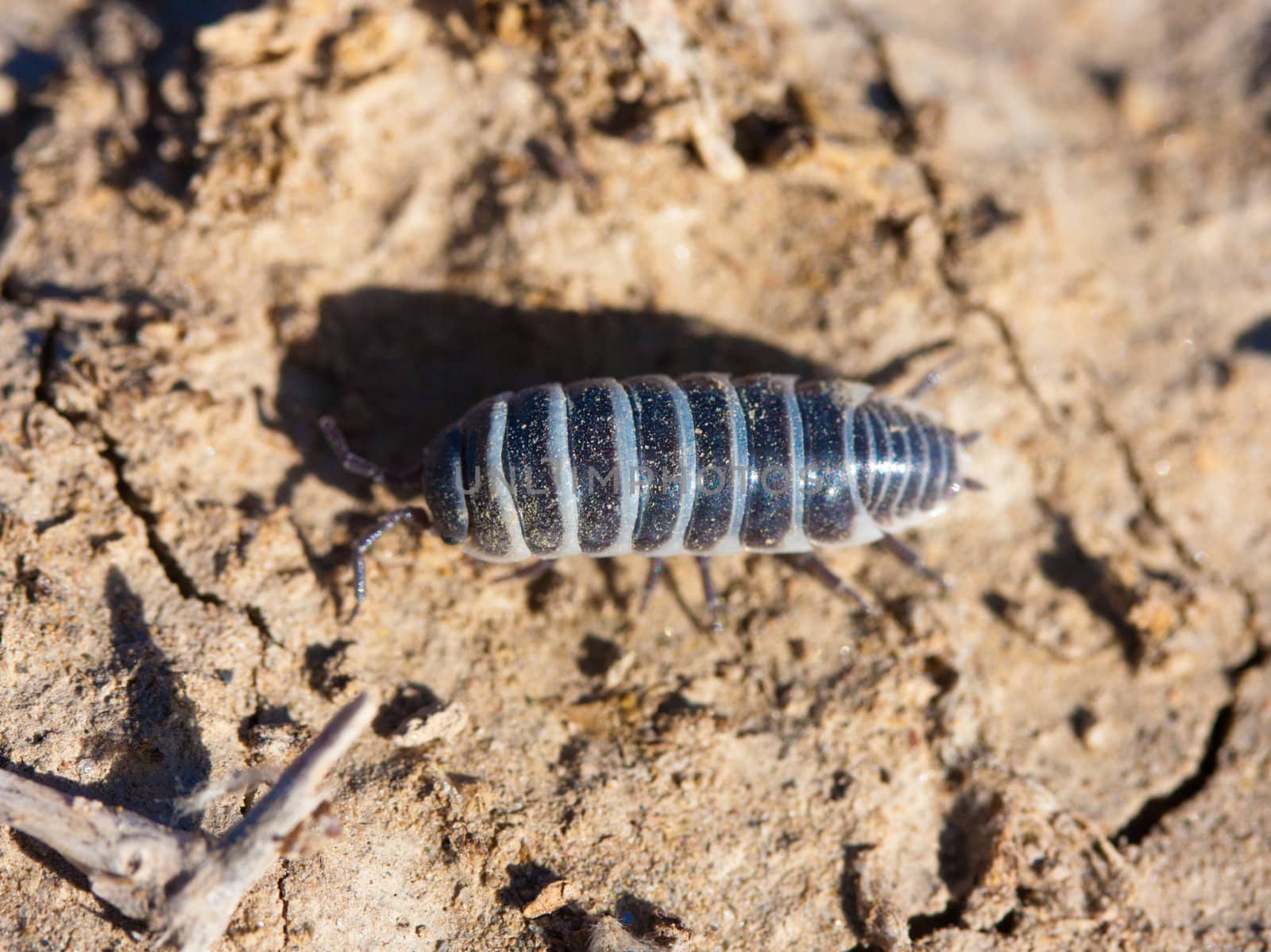 Closeup view of a woodlice bug walking on the dirt. 