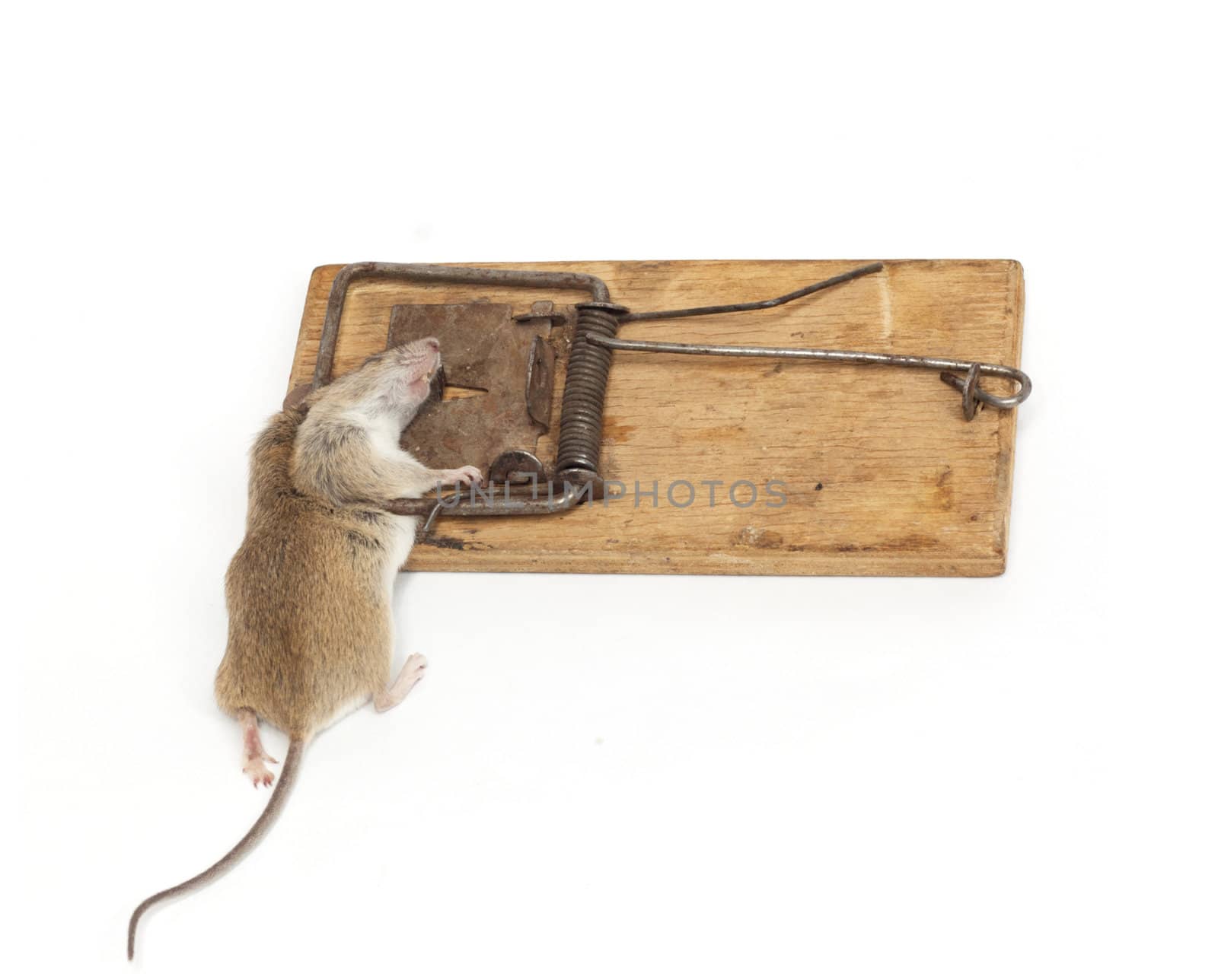 The mouse in a mousetrap it is isolated on a white background  by schankz