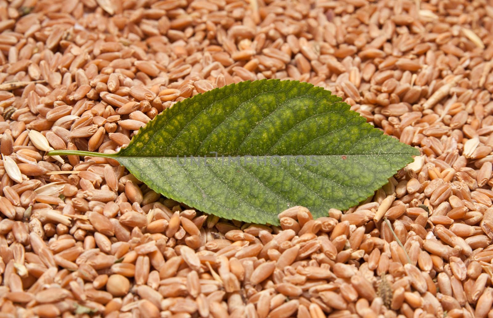 Green sheet from a tree against wheat