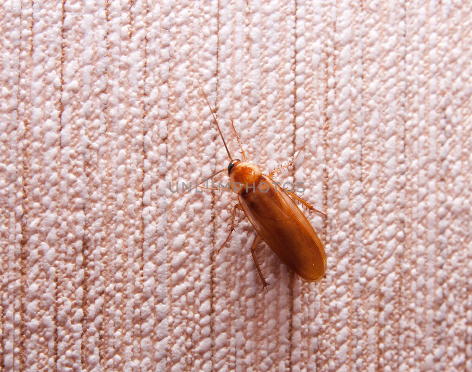 cockroach on the wall