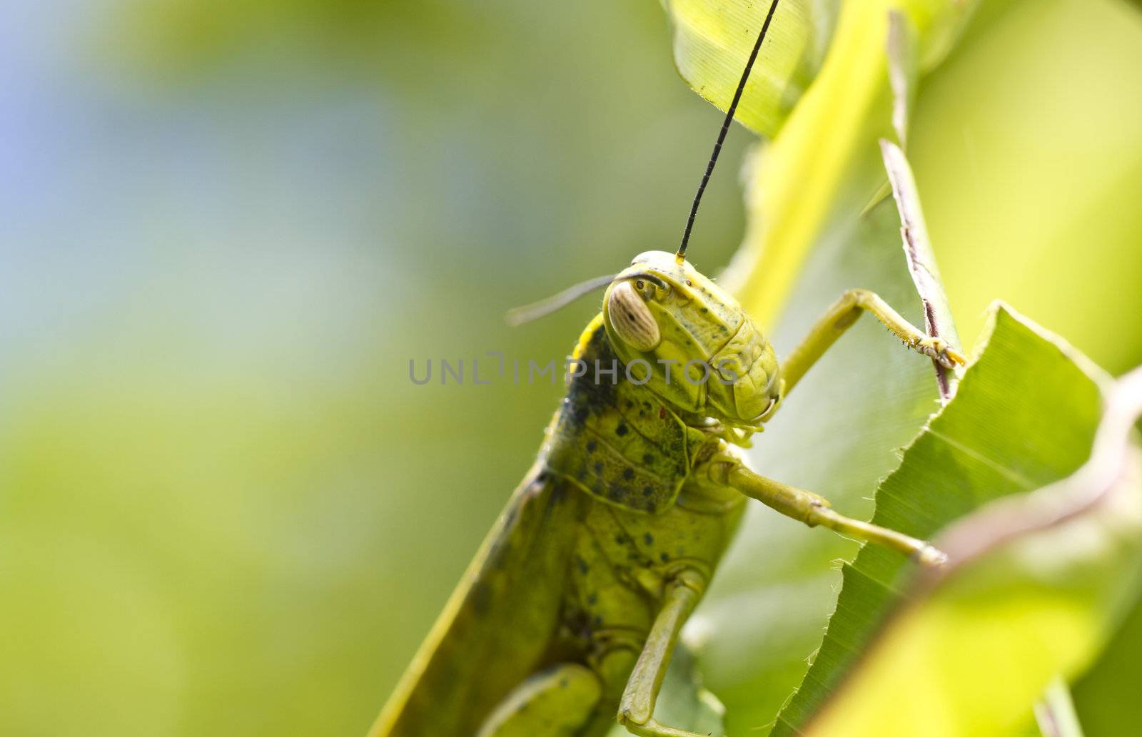 close up view of the grasshopper on green leaf