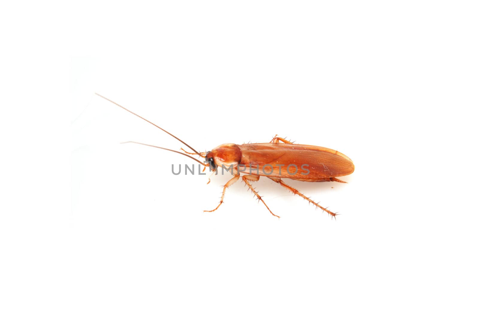 cockroach on white background 