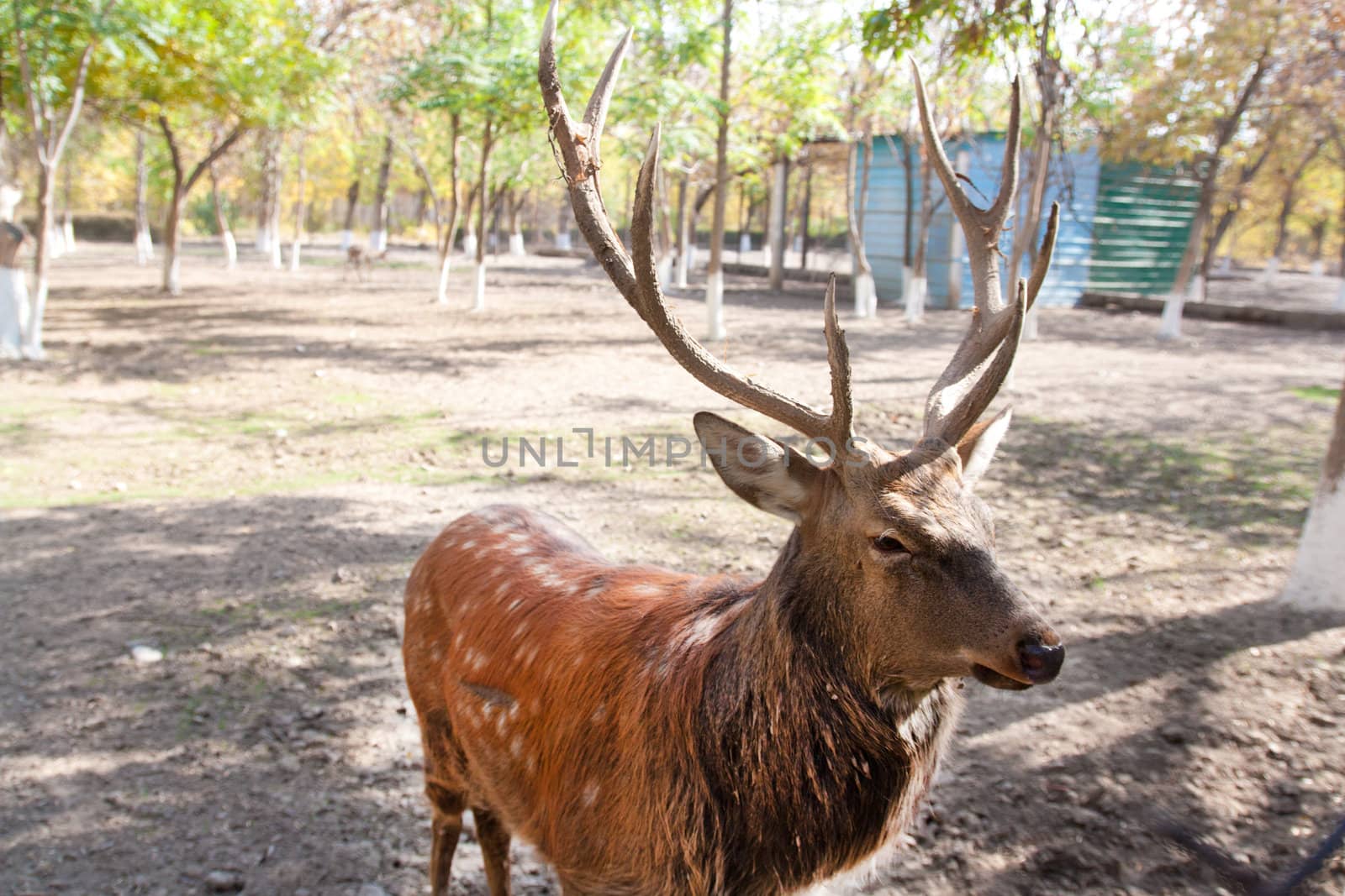 deer in the zoo