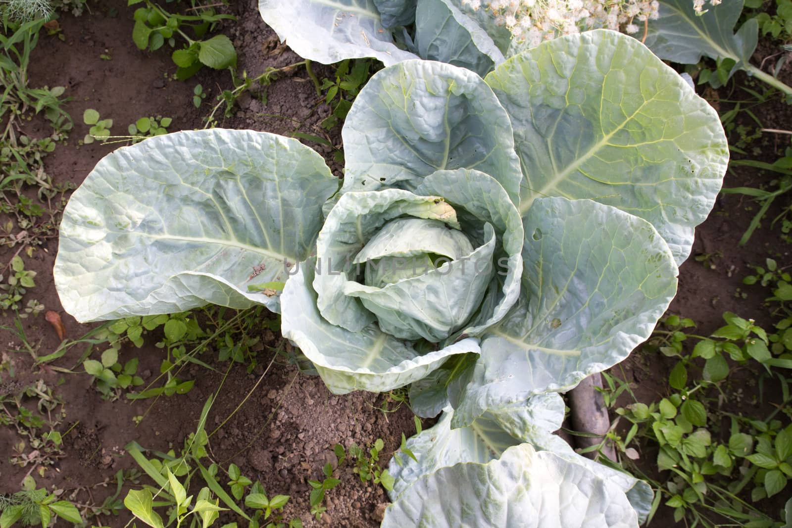 cabbages in the garden