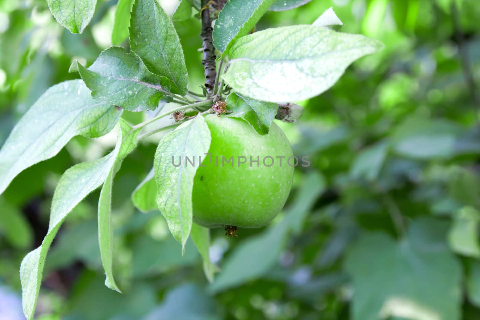 green apple on a tree