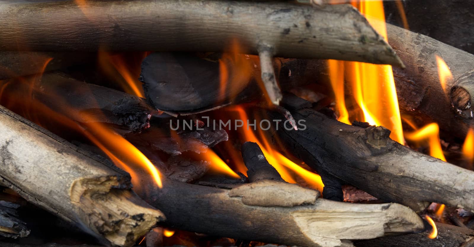 Young birch branch in fire 