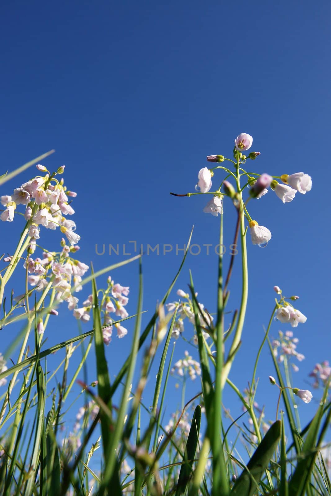 spring flowers in the meadow on a sunny day