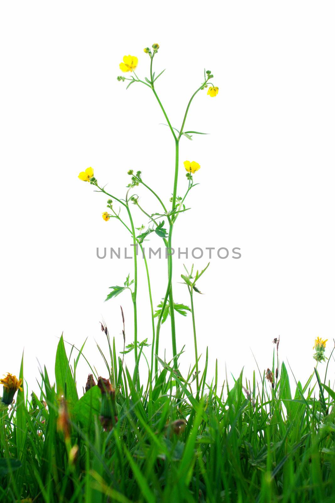 Springflowers isolated on white background with grass and soil...........