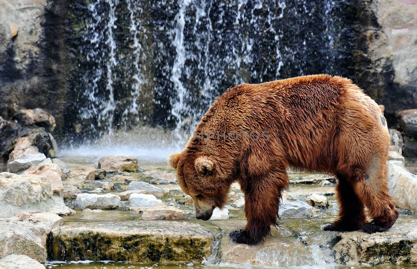 Brown bear (Ursus arctos) is a large bear distributed across much of northern Eurasia and North America. Adult bears generally weigh between 300 and 680 kilograms (660 and 1,500 lb) and its largest subspecies is the Kodiak bear