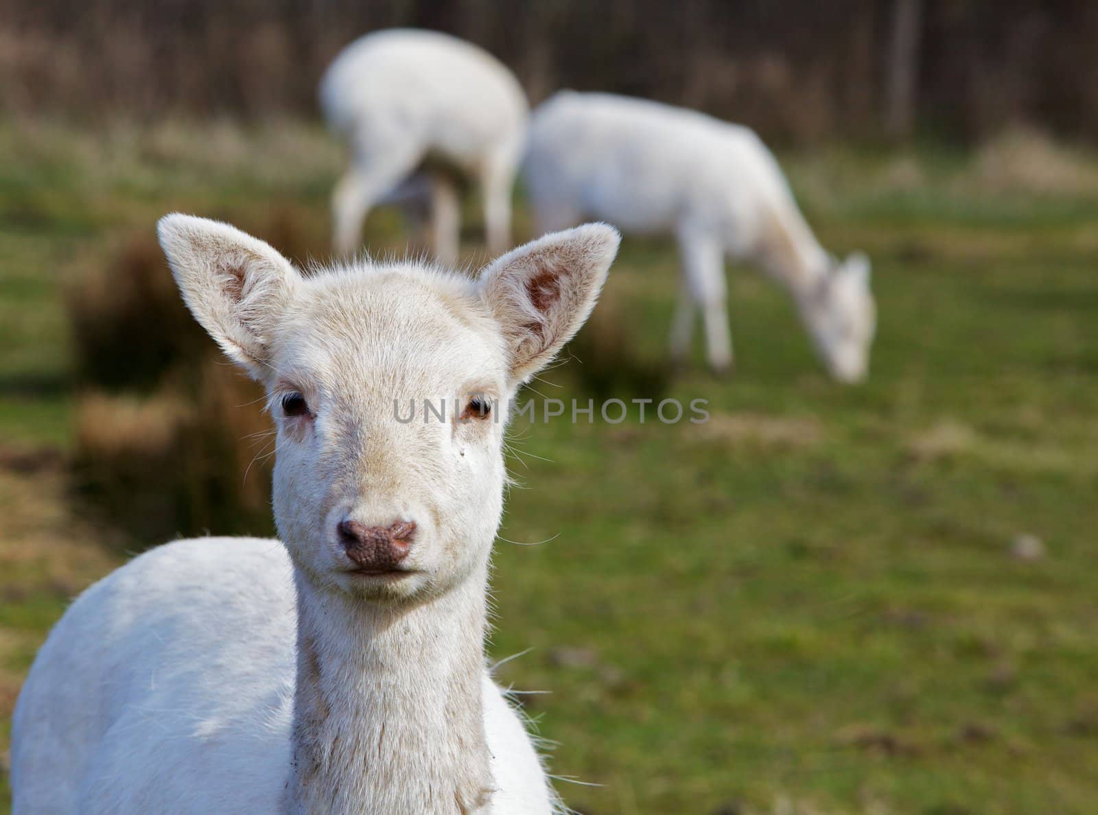 Young Fallow Deer Head by bobkeenan