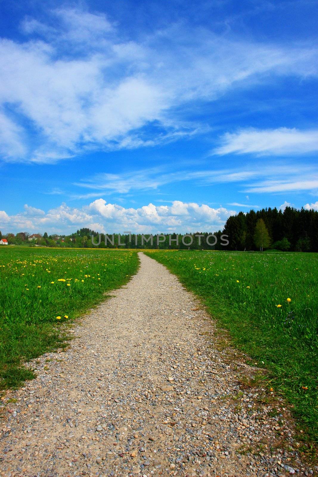 a path through a summer landscape outside