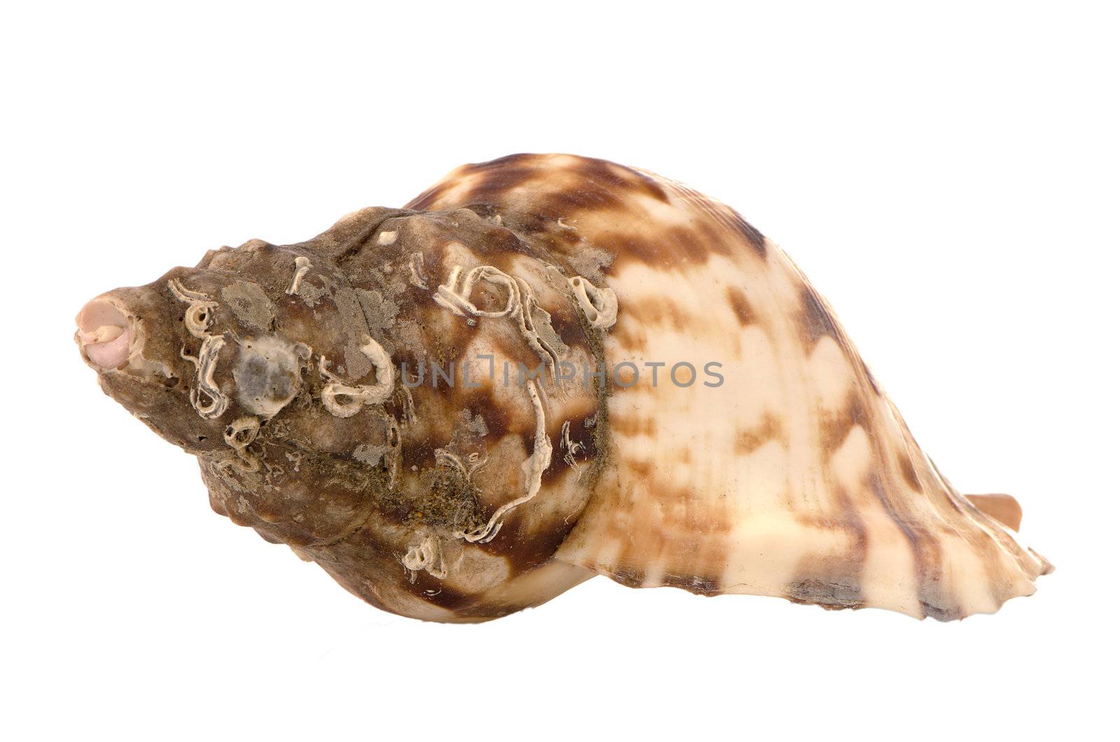Sea shell isolated on white background.