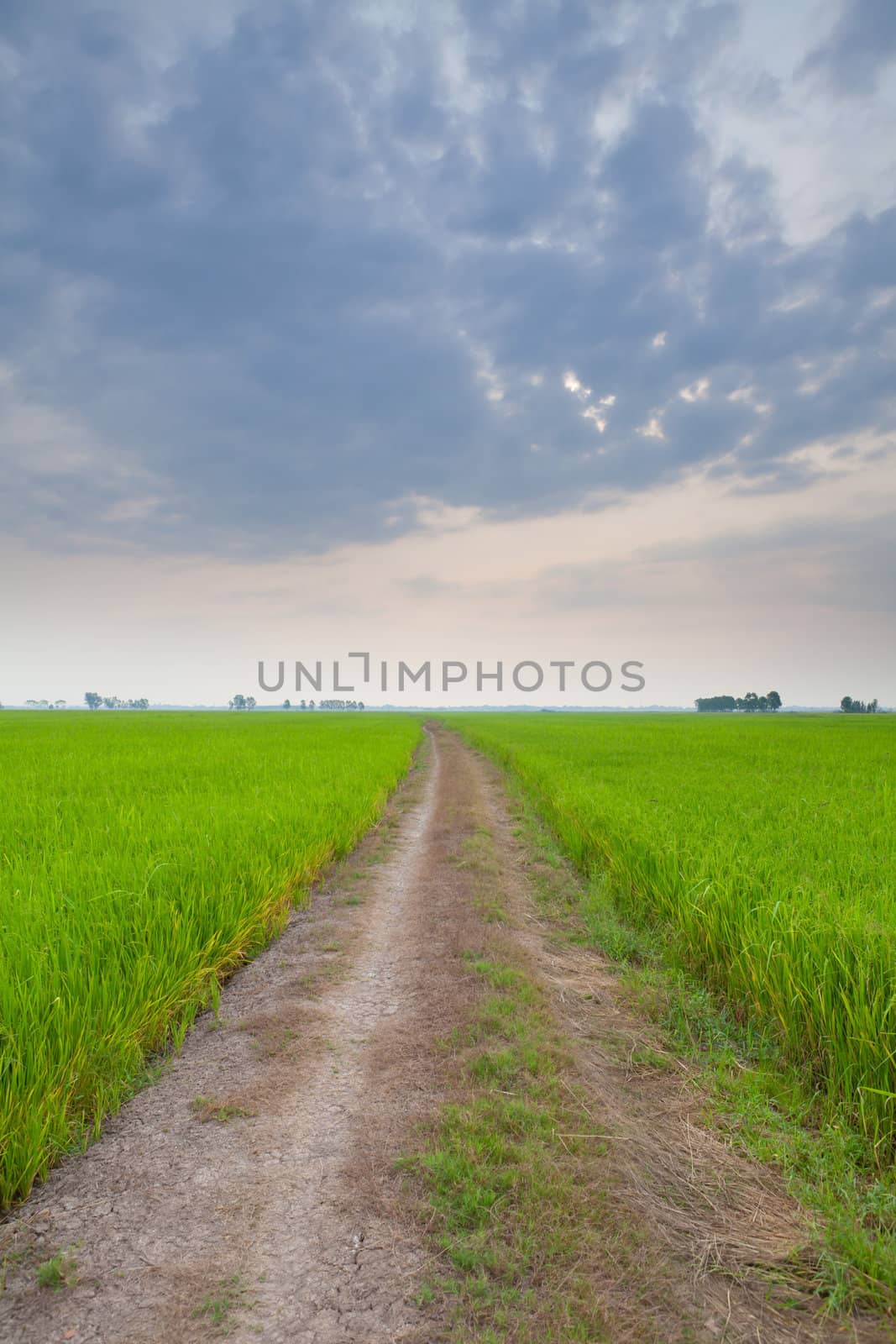 Off-road track in country by witthaya