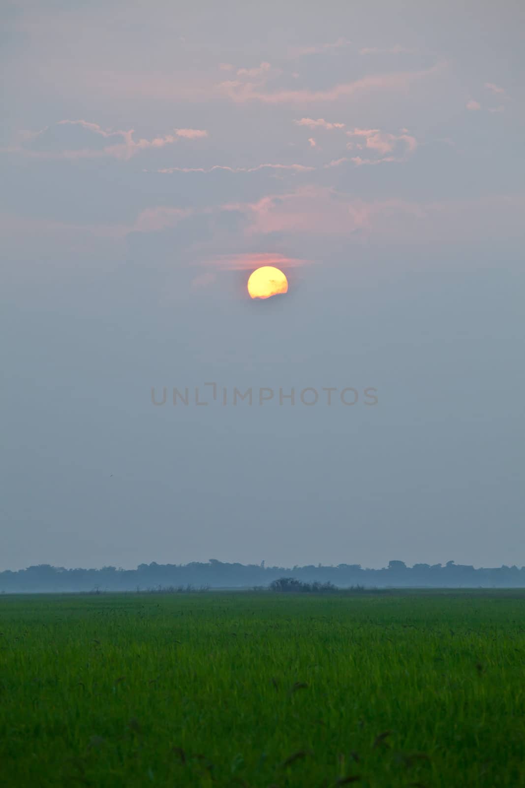 Rice sunset farm by witthaya