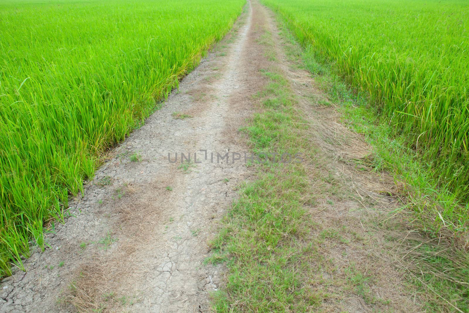 Off road track adventure on the green field