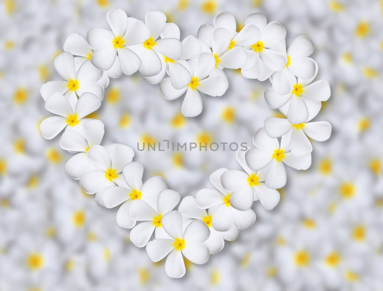 Plumeria flowers heart on flower background