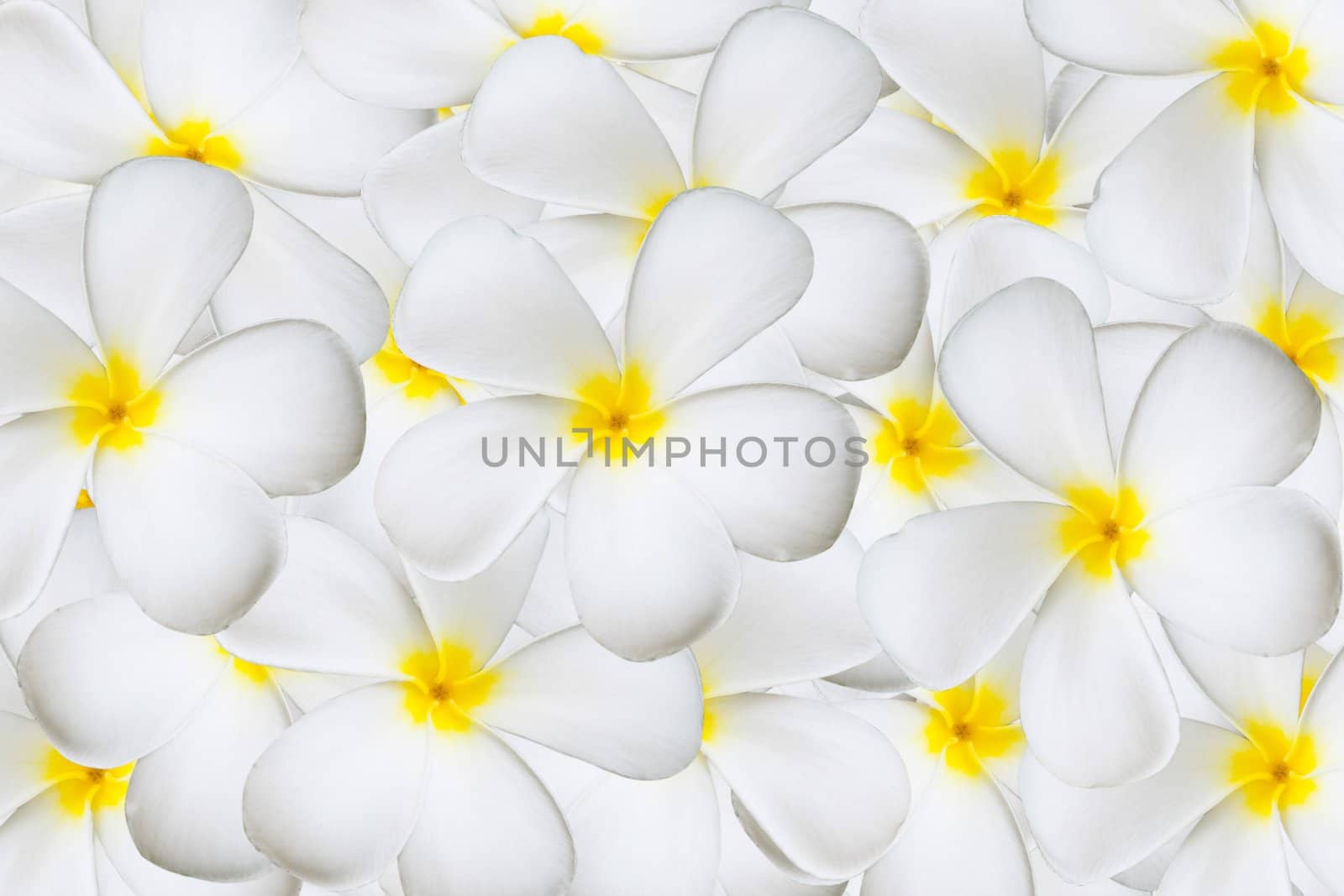 White plumeria flower background