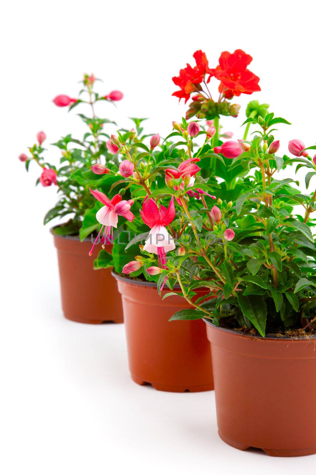 blooming fuchsia and geranium in the pot, isolated on a white ba by motorolka