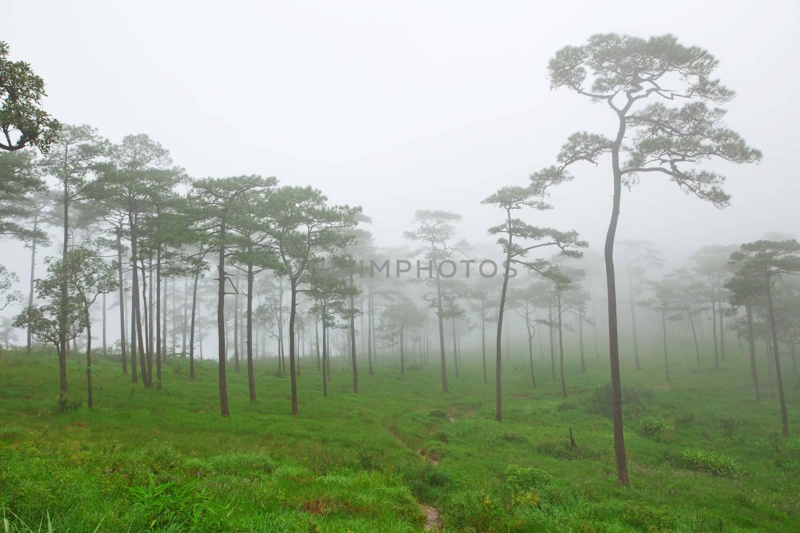 mysterious foggy forest