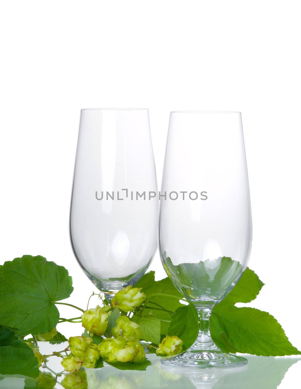 Empty beer glass with hop  by motorolka