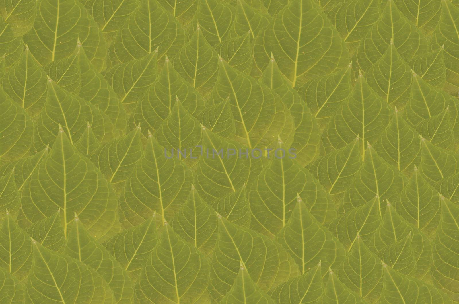 art  background with leaves   , abstract wallpaper
