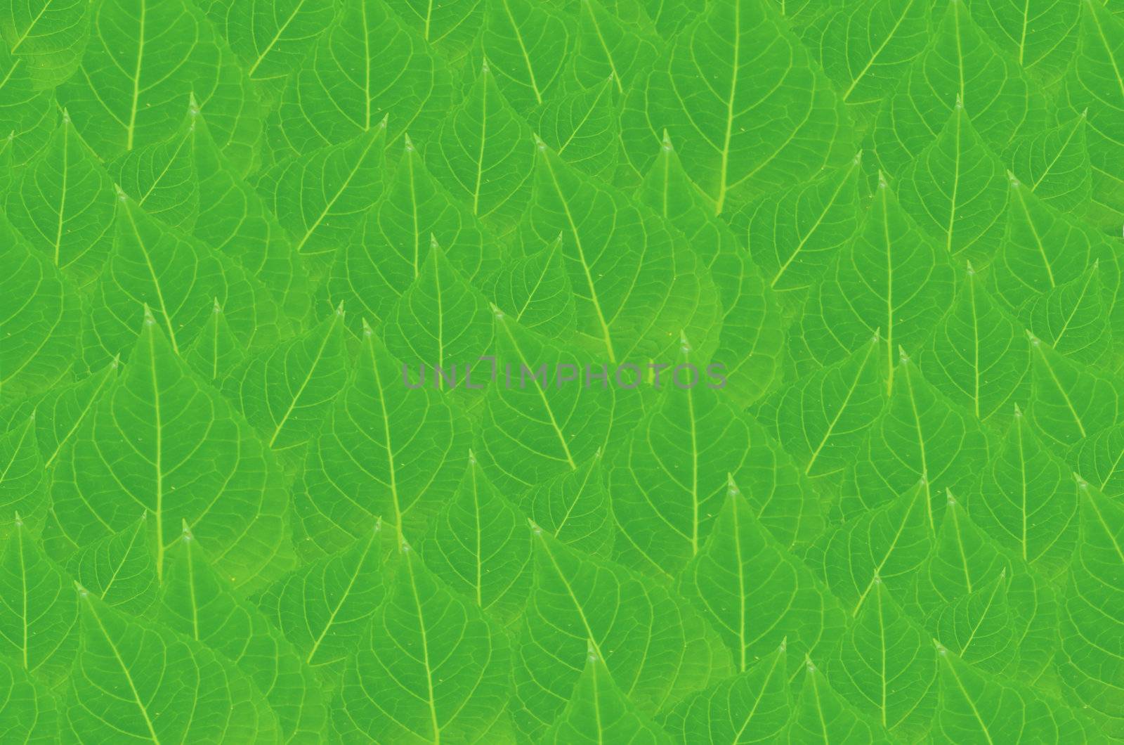 art  background with green  leaves   , abstract wallpaper
