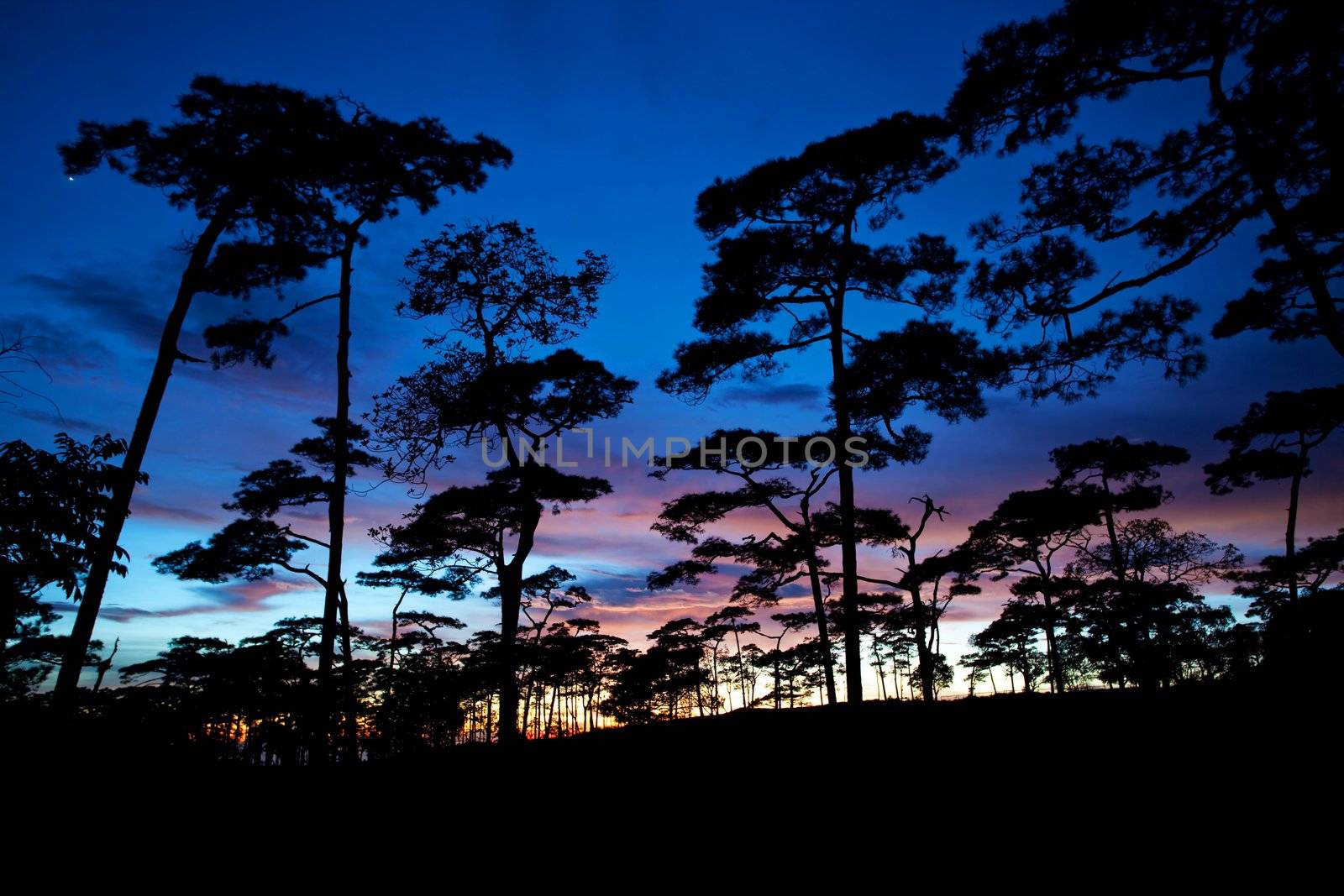 forest silhouette cloudy sky at sunset