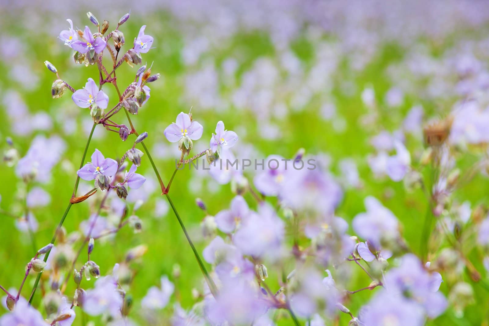 Purple flowers close-up background