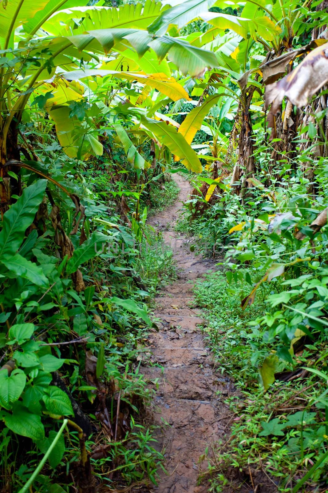 Walkway in forest in Thailand