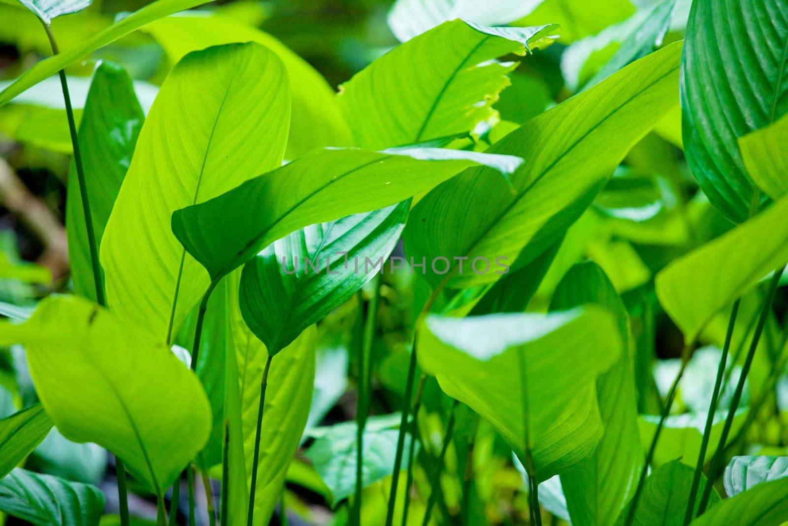 Green leaf background abstract of nature