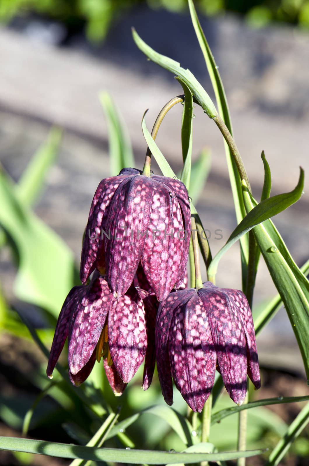 deep red purple bell shaped flower bloom in spring. macro of natural beauty with waterdrops.