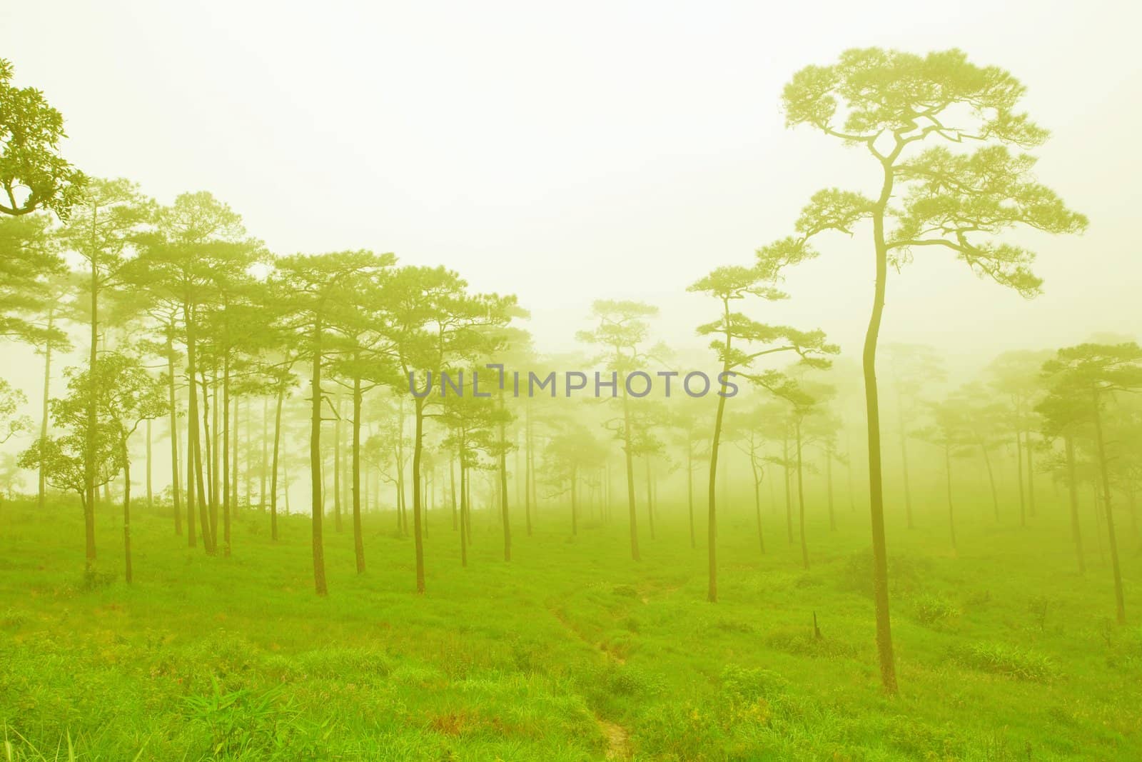 mysterious foggy forest in Thailand