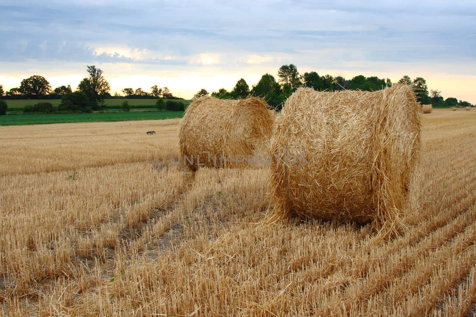 staw bales in the field during harvest