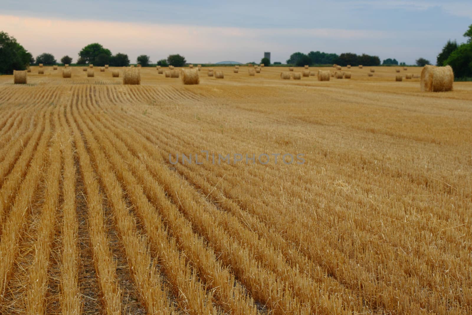 rows of freshly cut and baled straw by njene