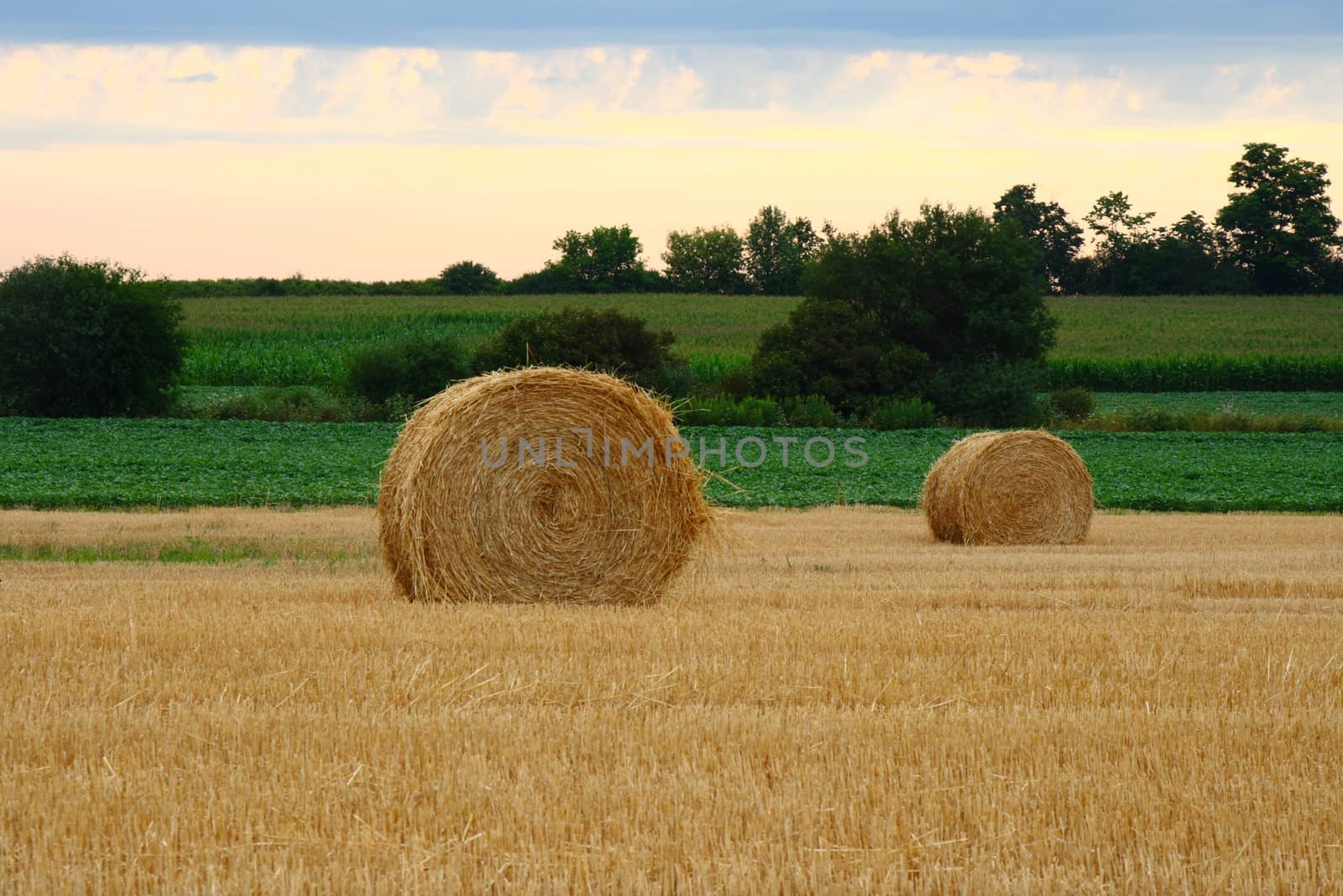 rows of freshly cut and baled straw by njene