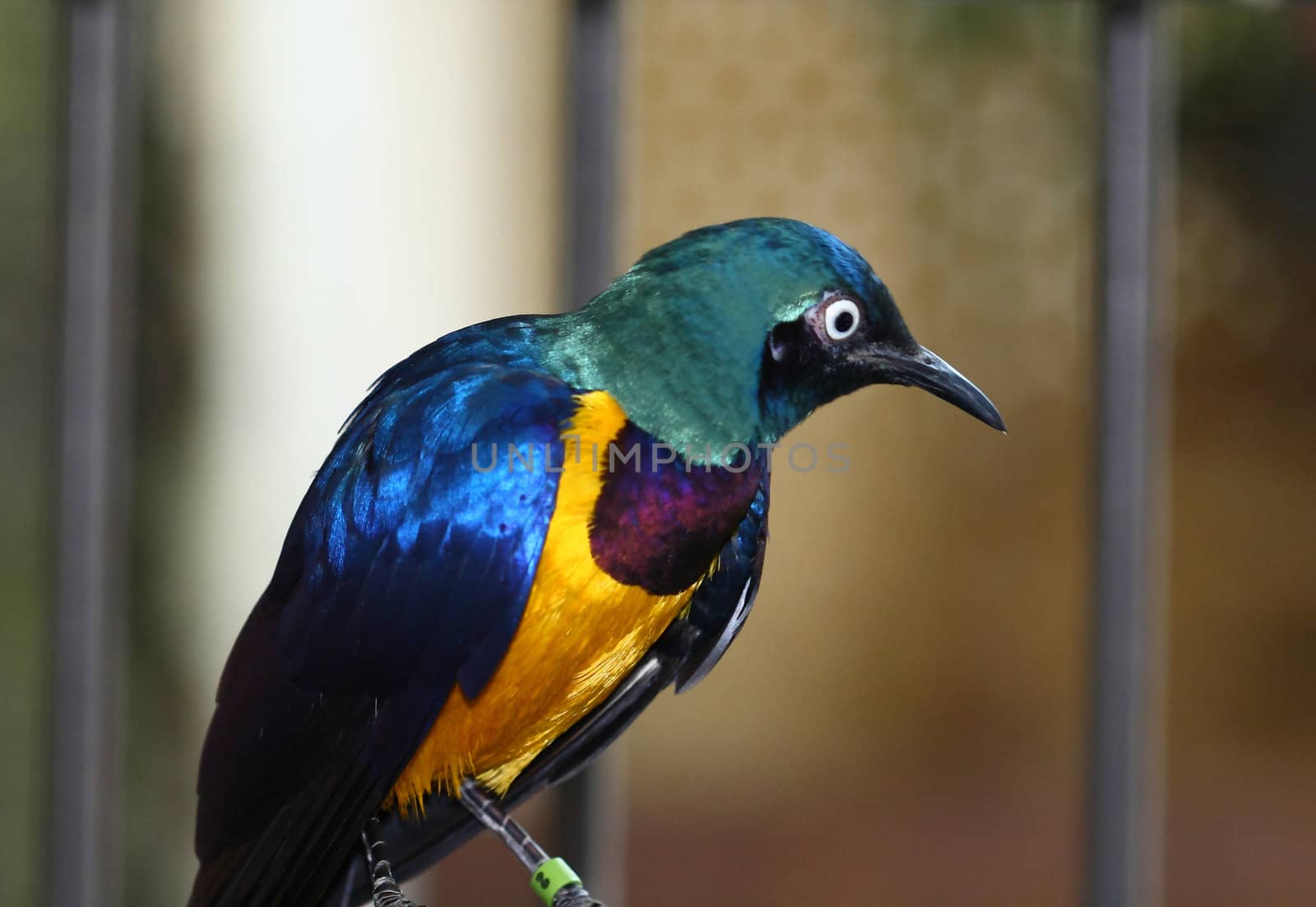 royal starling, cosmopsarus regius, africa by njene