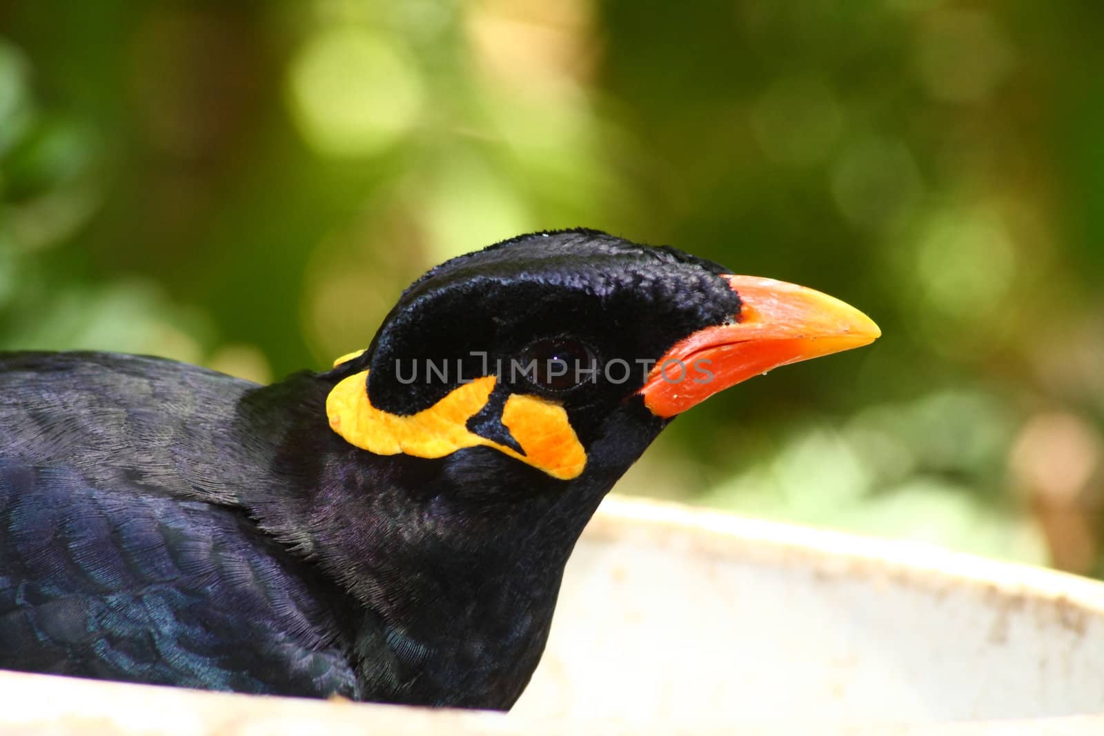 greater hill mynah, gracula religiosa from south america