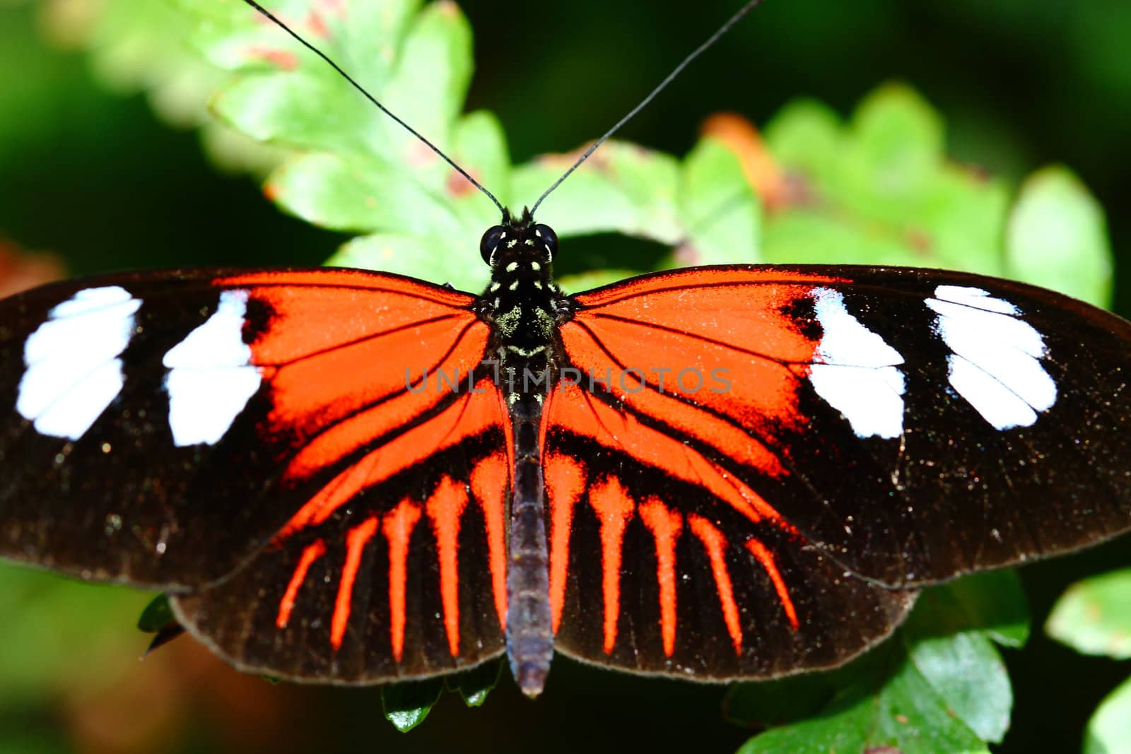 doris longwing, Heliconius doris by njene