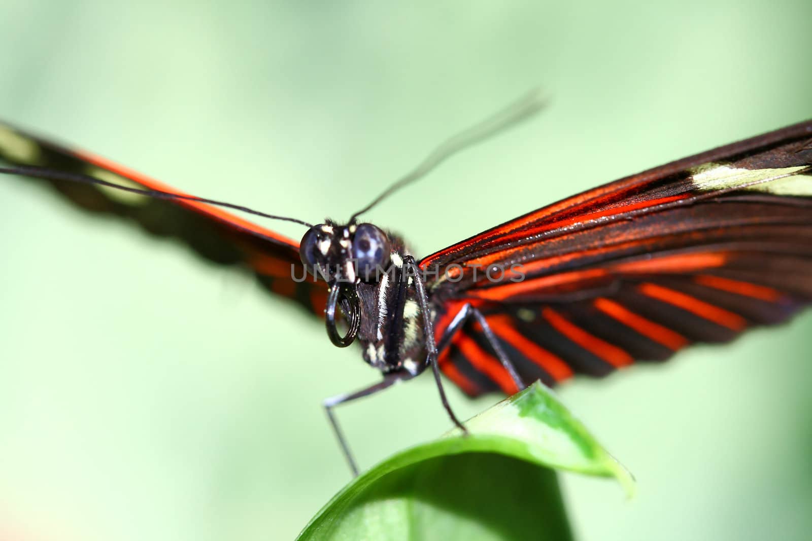 tiger longwing, Heliconius hecale, by njene