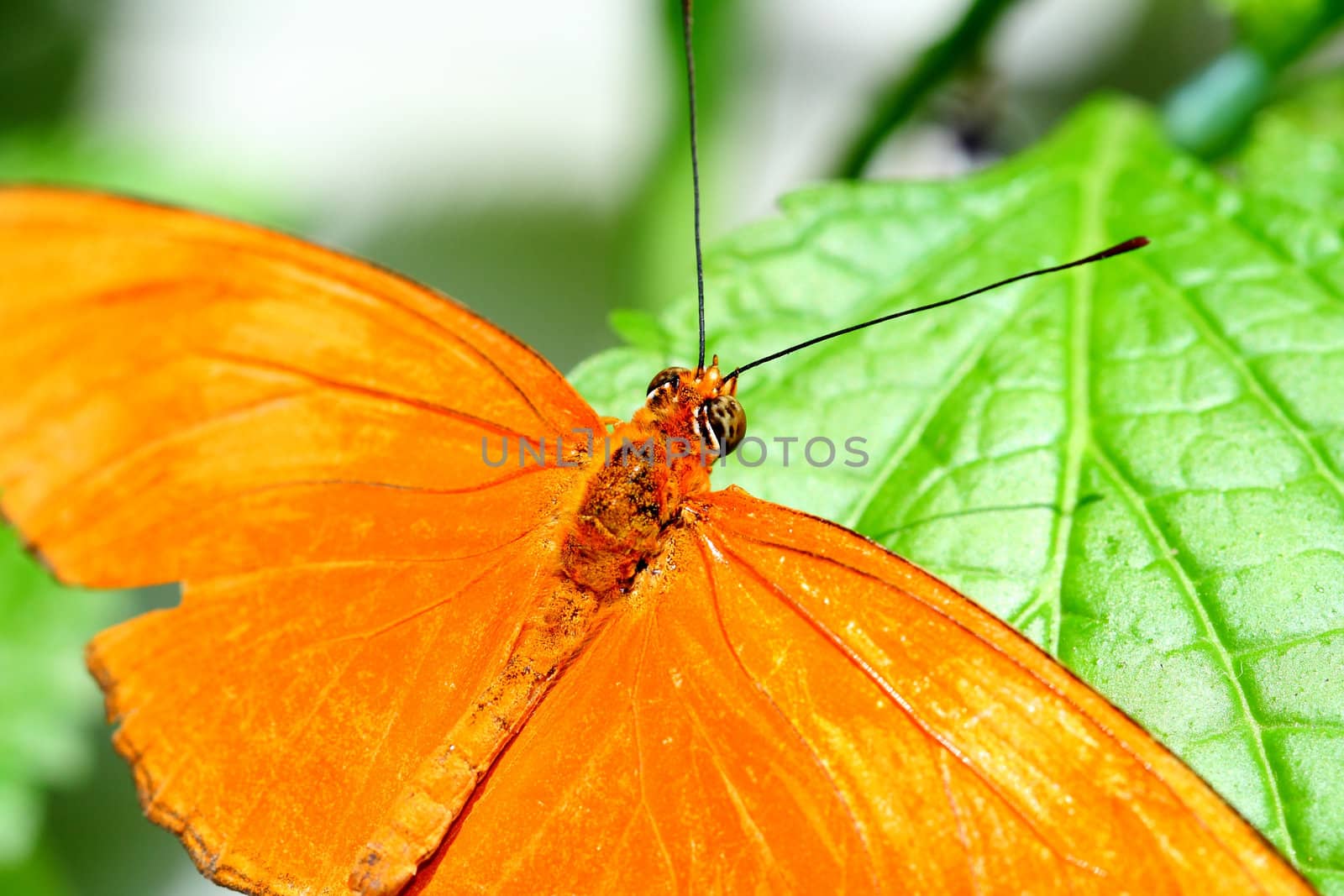 Julia, Dryas iulia, butterfly