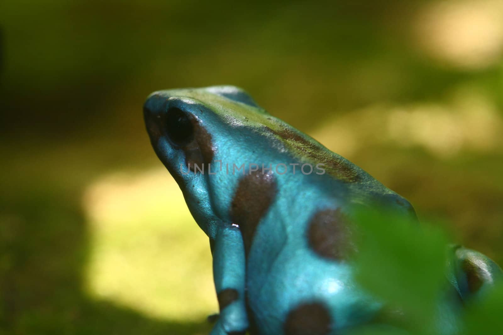 poisonus dart frog, Dendrobates auratus