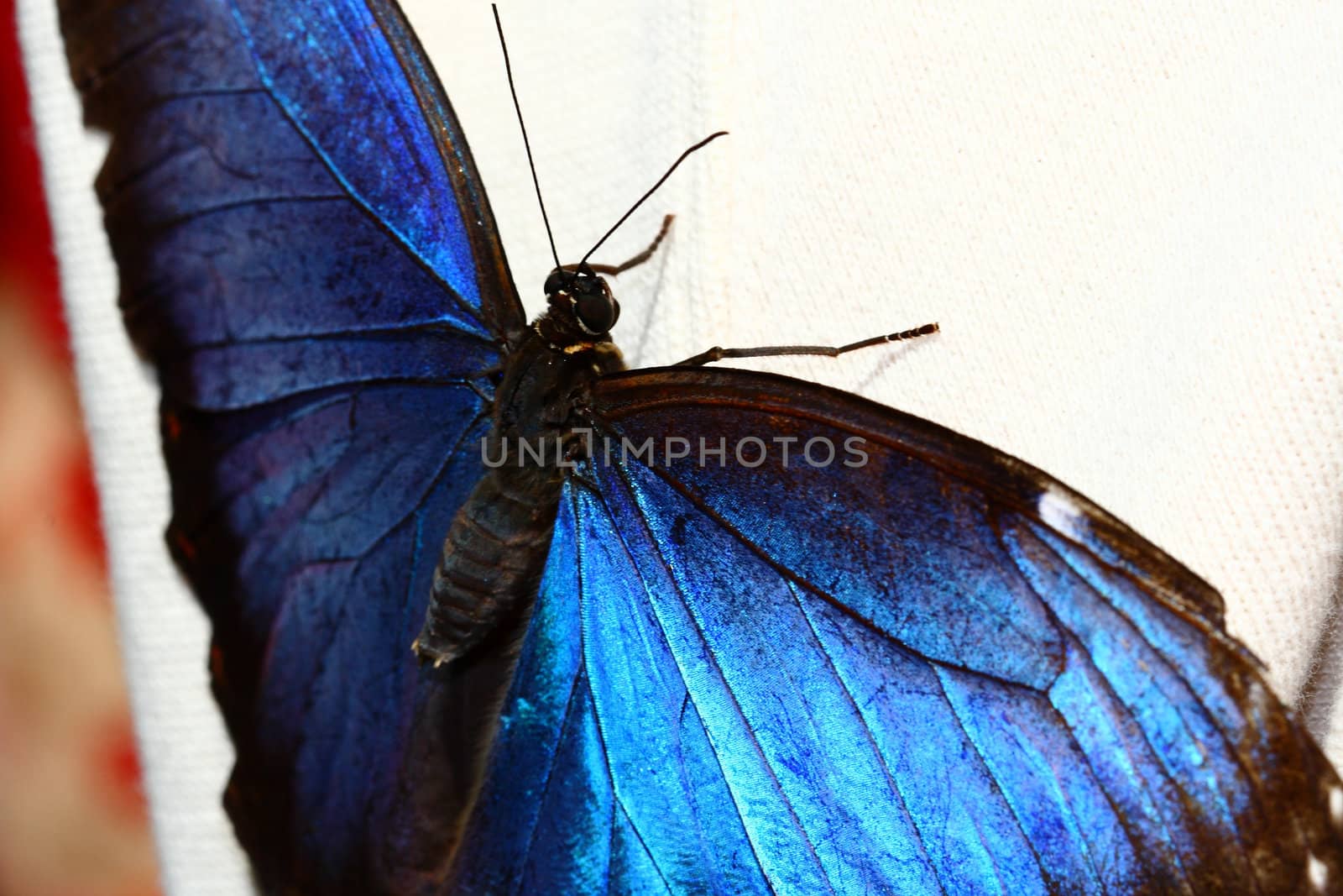 blue morpho, Morpho, peleides, butterfly