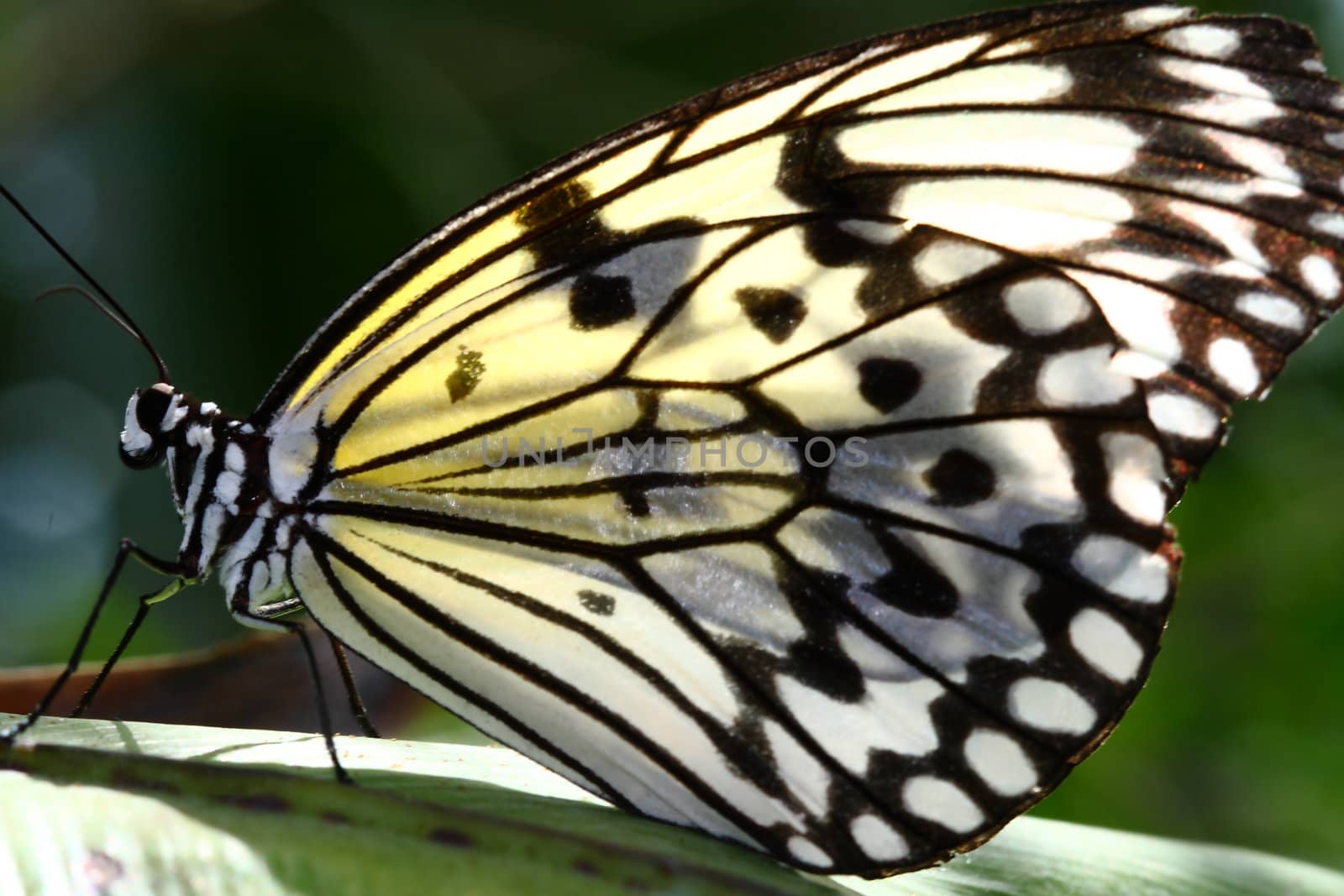 Rice paper, Large Tree Nymph, Idea leuconoe,  butterfly