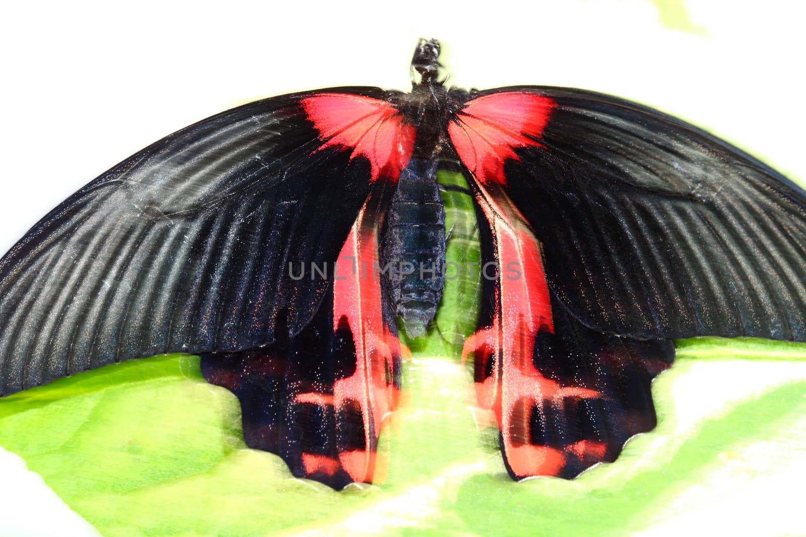 scarlet mormon, Papilio rumanzovia, butterfly by njene