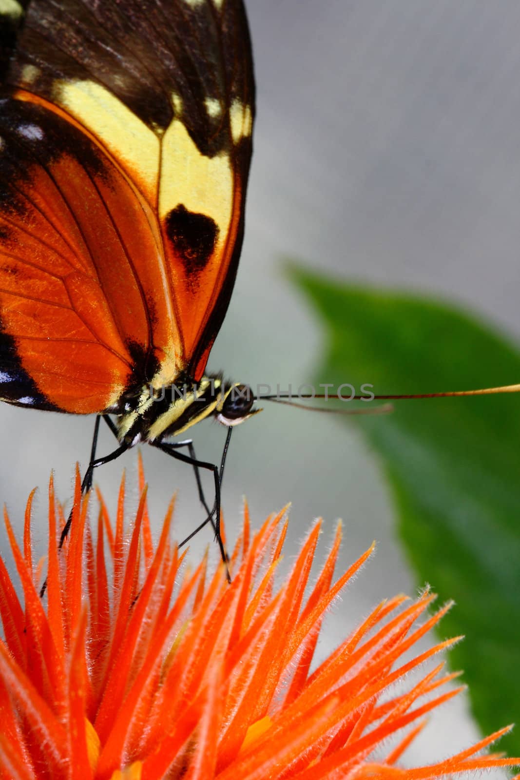 tiger longwing, Heliconius hecale, butterfly on flower eating nectar