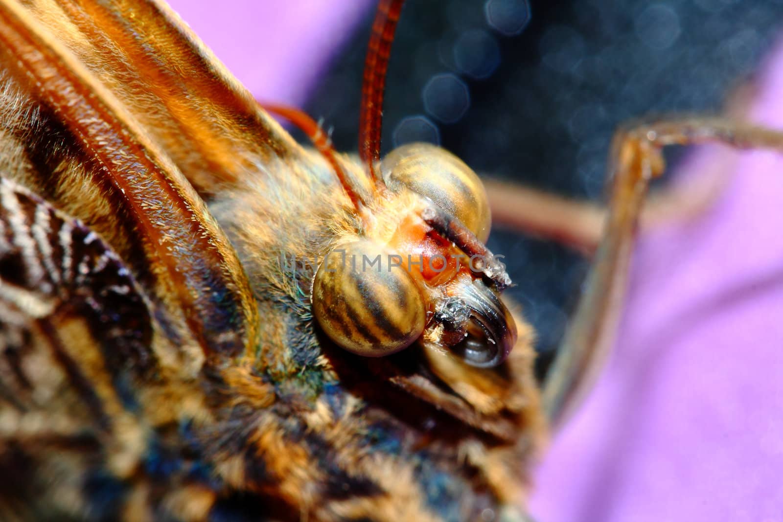 close up macro of butterfly showing eyes in detail by njene